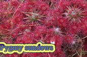 Pygmy sundews