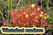 Winterhart sundews