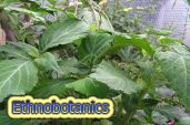 Ethnobotanics