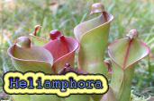 Heliamphora