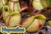 Nepenthes