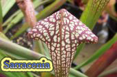 Sarracenia