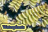 Waterplants