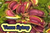 Venus flytrap