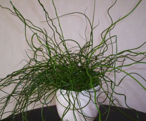 Juncus_effusus_spiralis.jpg