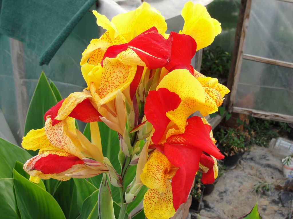 canna_cleopatra.jpg