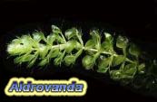 Aldrovanda