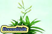 Brom�li�k