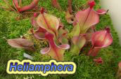 Heliamphora