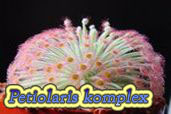 Petiolaris komplex