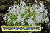Terresztris renc�k