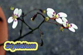 Stylidium