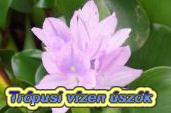 Tr�pusi v�zen �sz�k